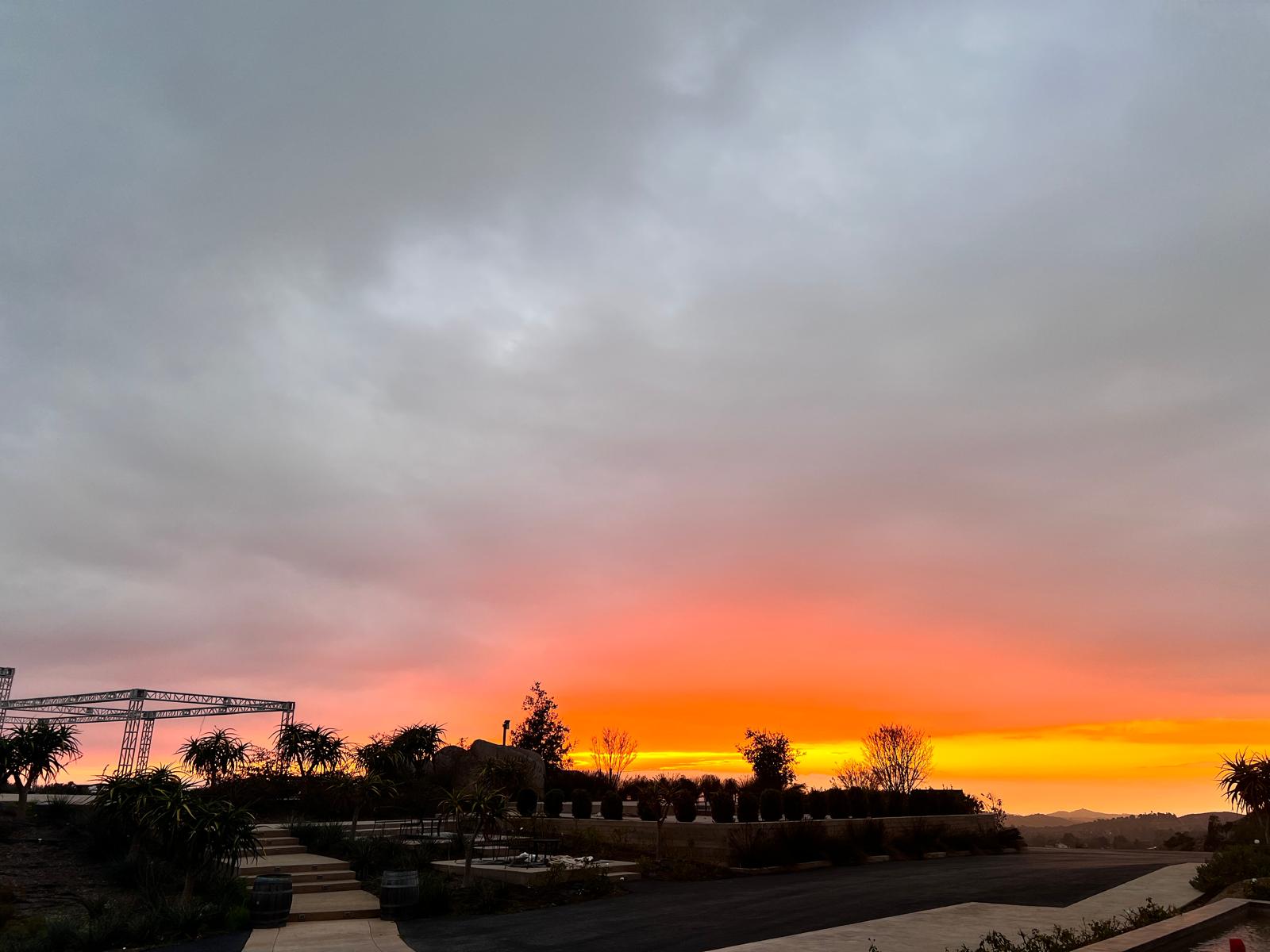 Estate vineyard view